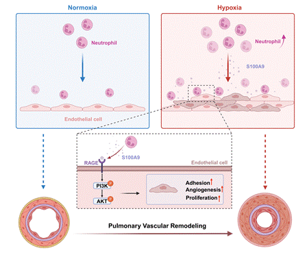 Leukocyte Extravasation - The Role of Glycans in Inflammation (2)_00